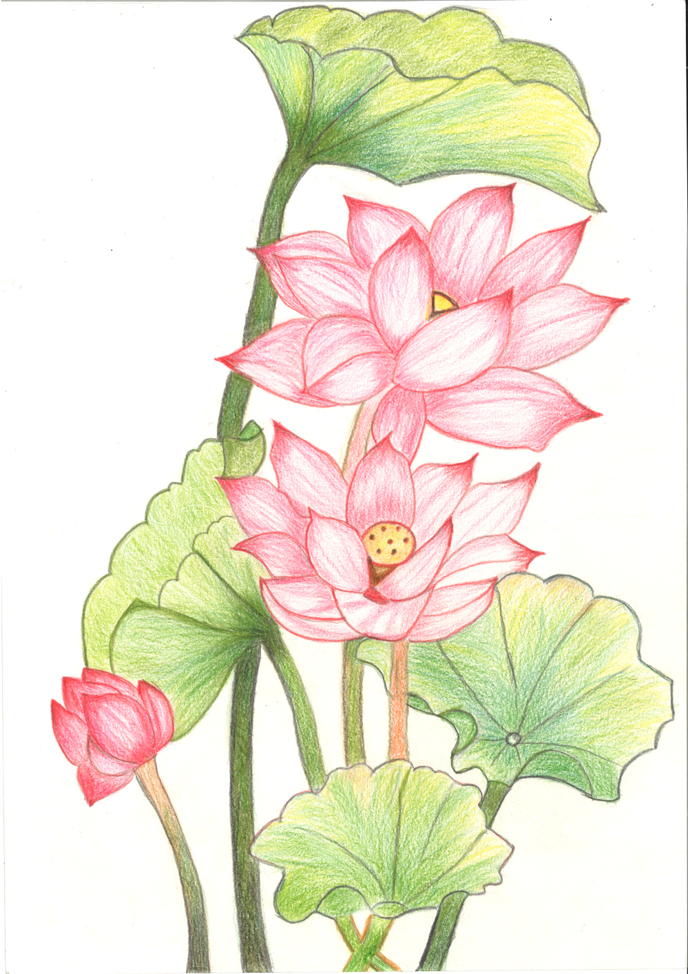 [색연필수채화] 김창순 作 - 희망의 연꽃