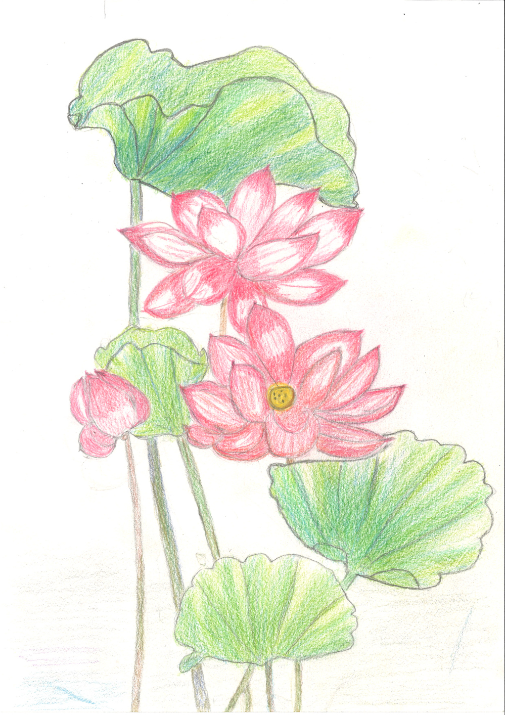 [색연필수채화] 윤현숙A 作 - 희망의 연꽃