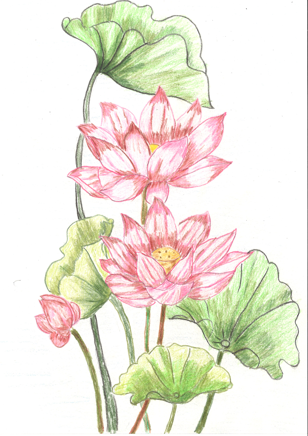[색연필수채화] 임선묵 作 - 희망의 연꽃