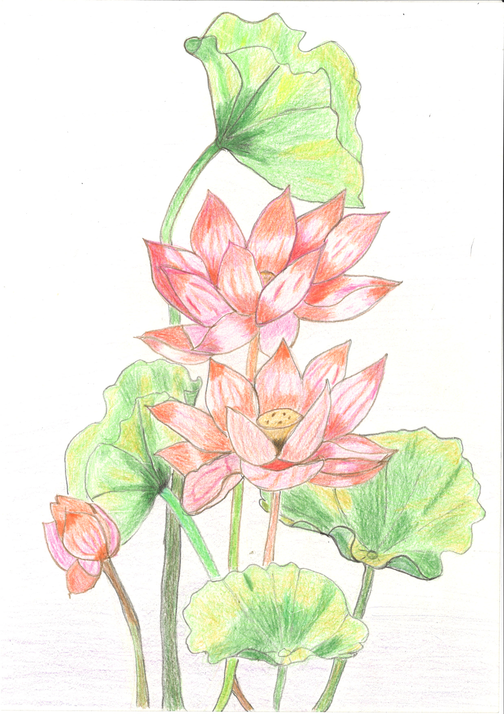 [색연필수채화] 지춘자 作 - 희망의 연꽃