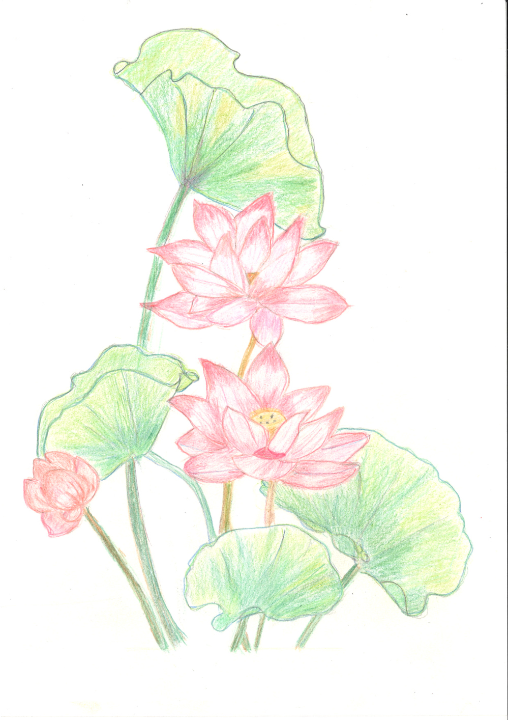 [색연필수채화] 하순옥 作 - 희망의 연꽃