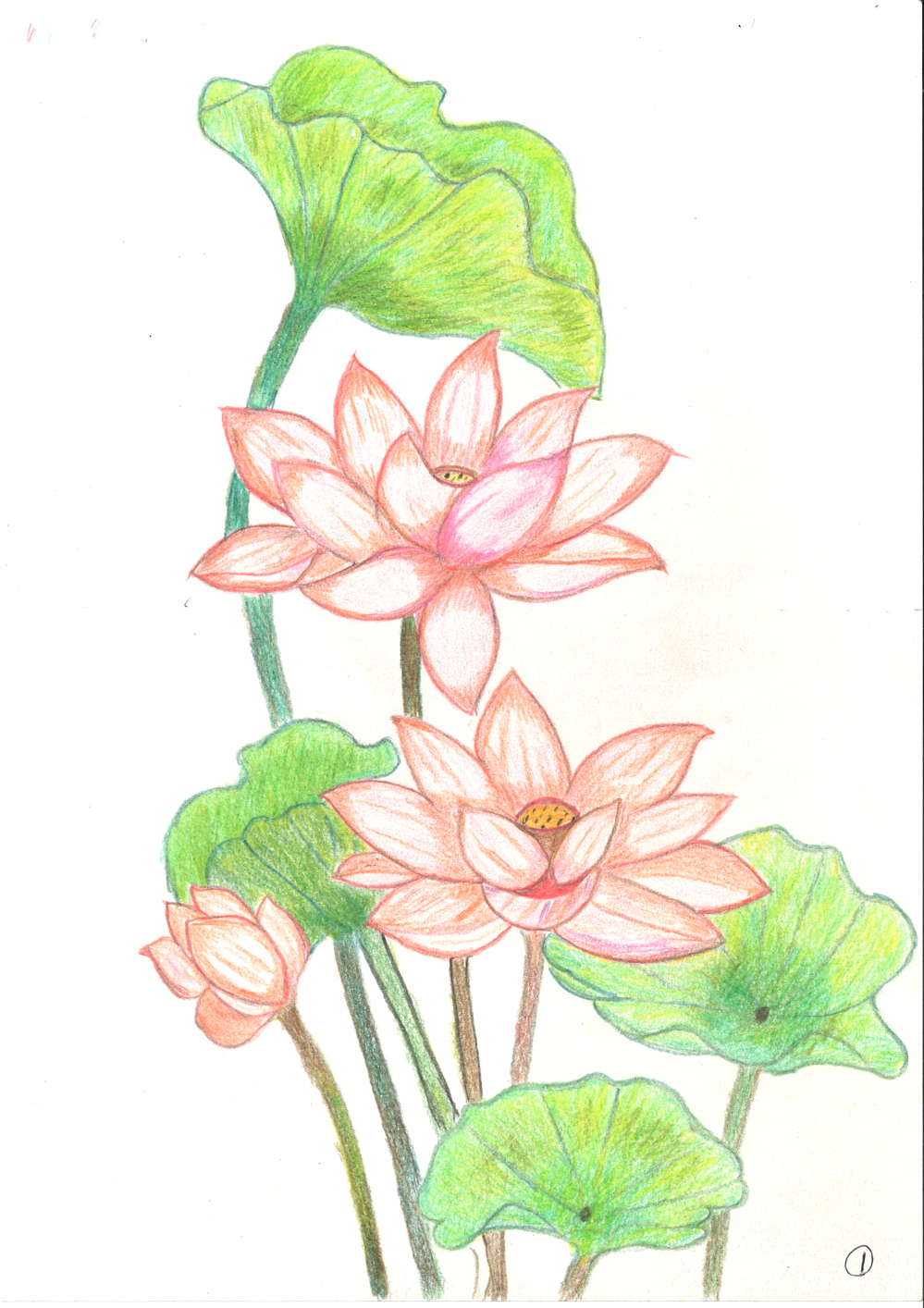 [색연필수채화] 김영옥B 作 - 희망의 연꽃