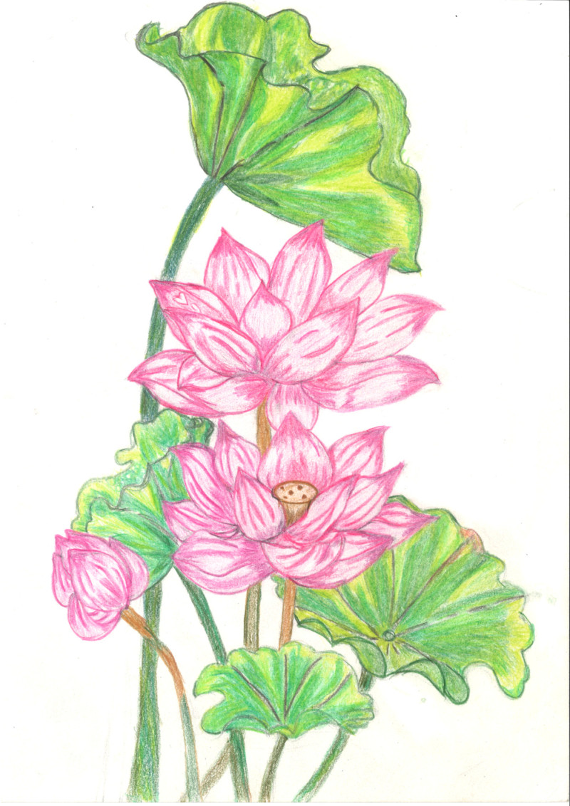 [색연필수채화] 김정빈 作 - 희망의 연꽃