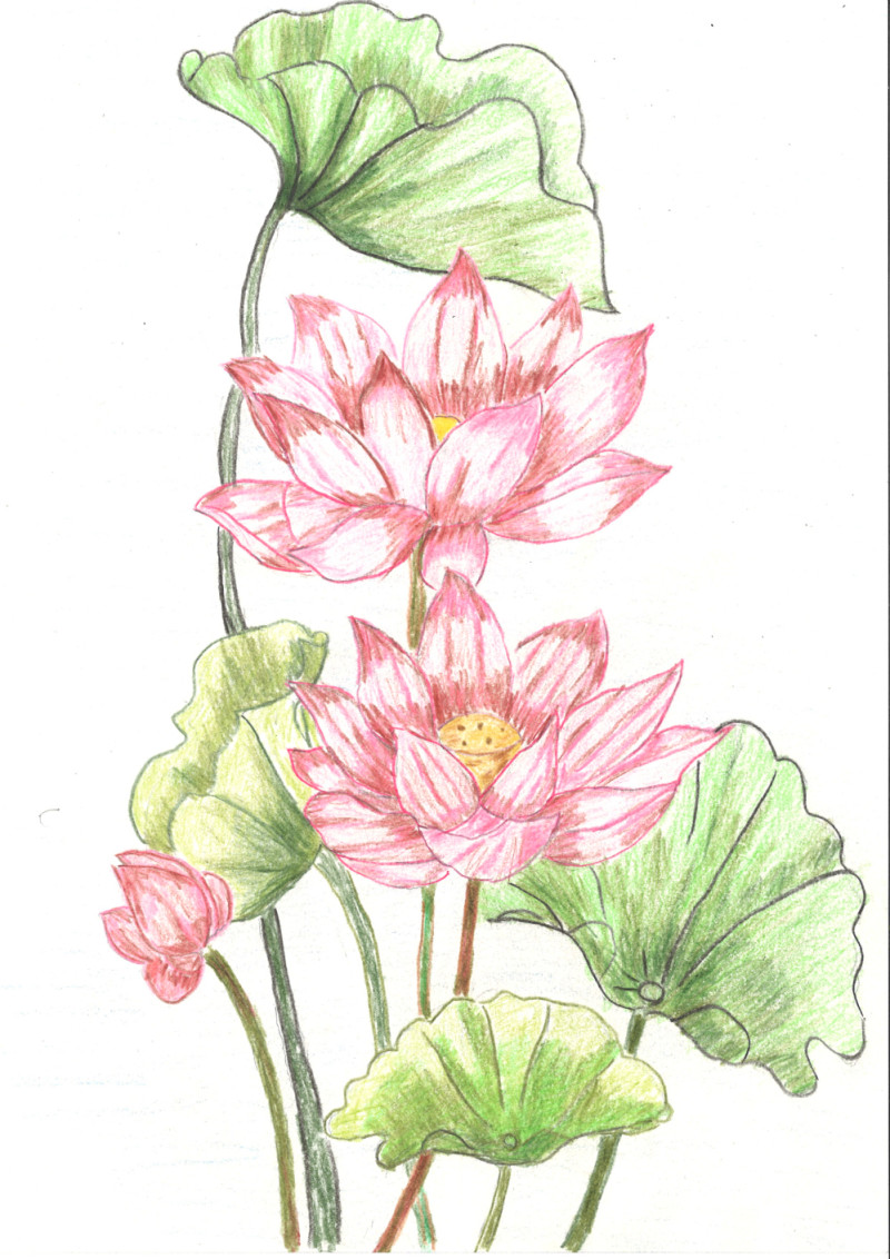 [색연필수채화] 임선묵 作 - 희망의 연꽃
