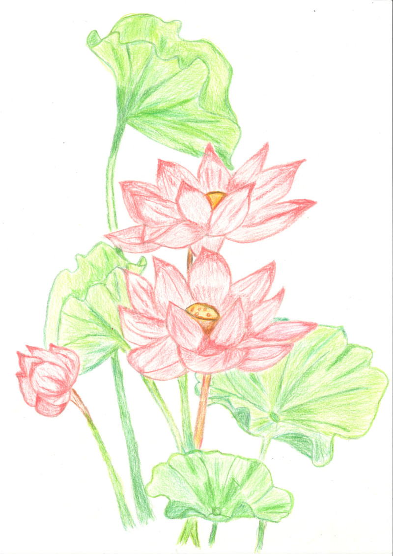[색연필수채화] 이희순 作 - 희망의 연꽃