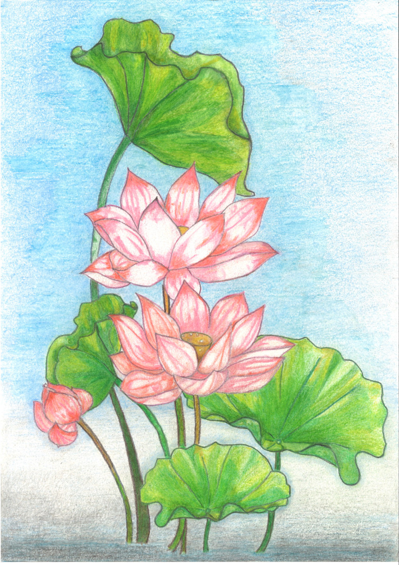 [색연필수채화] 곽상일 作 - 희망의 연꽃