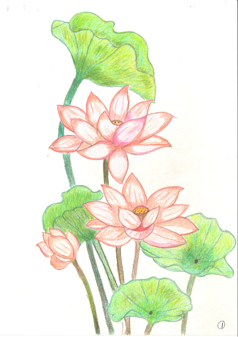 [색연필수채화] 김영옥B 作 - 희망의 연꽃